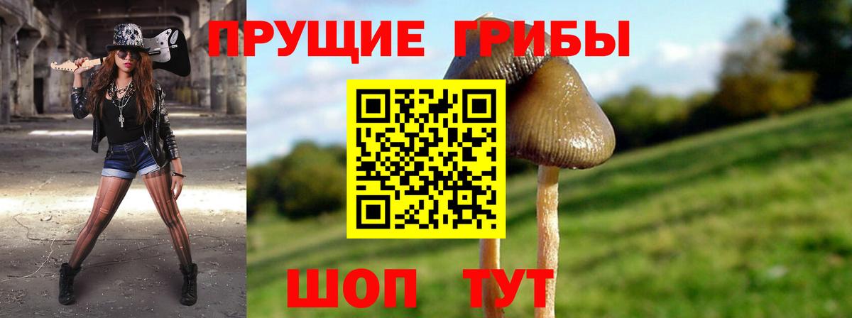 Галлюциногенные грибы Psilocybe Мегион